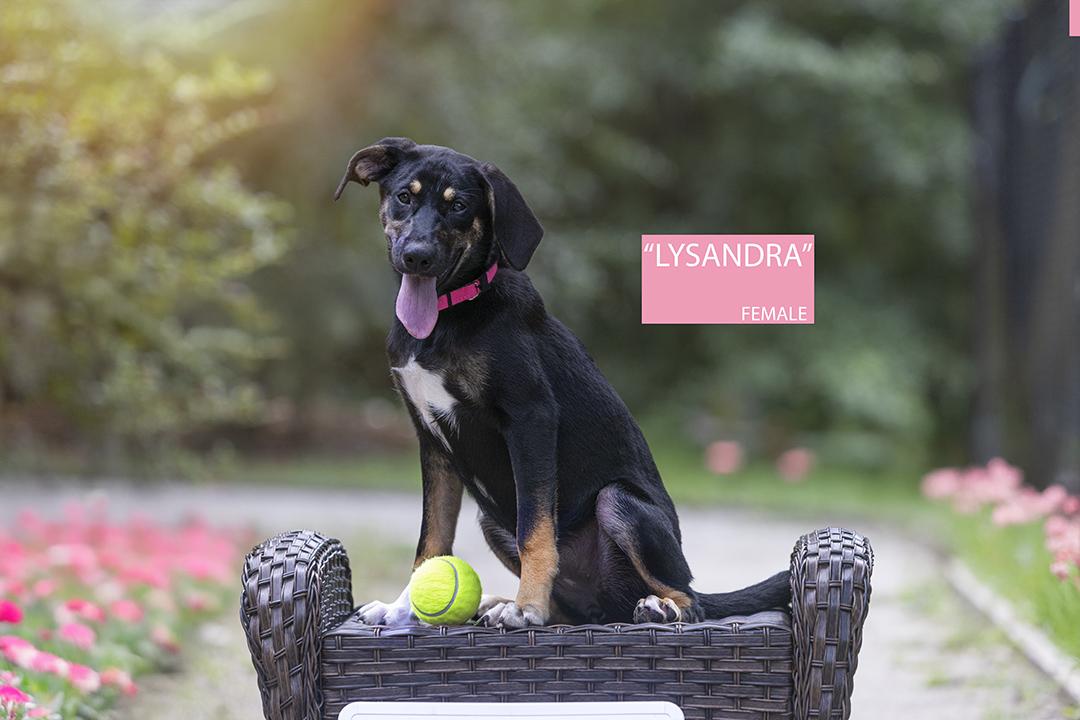 Lysandra