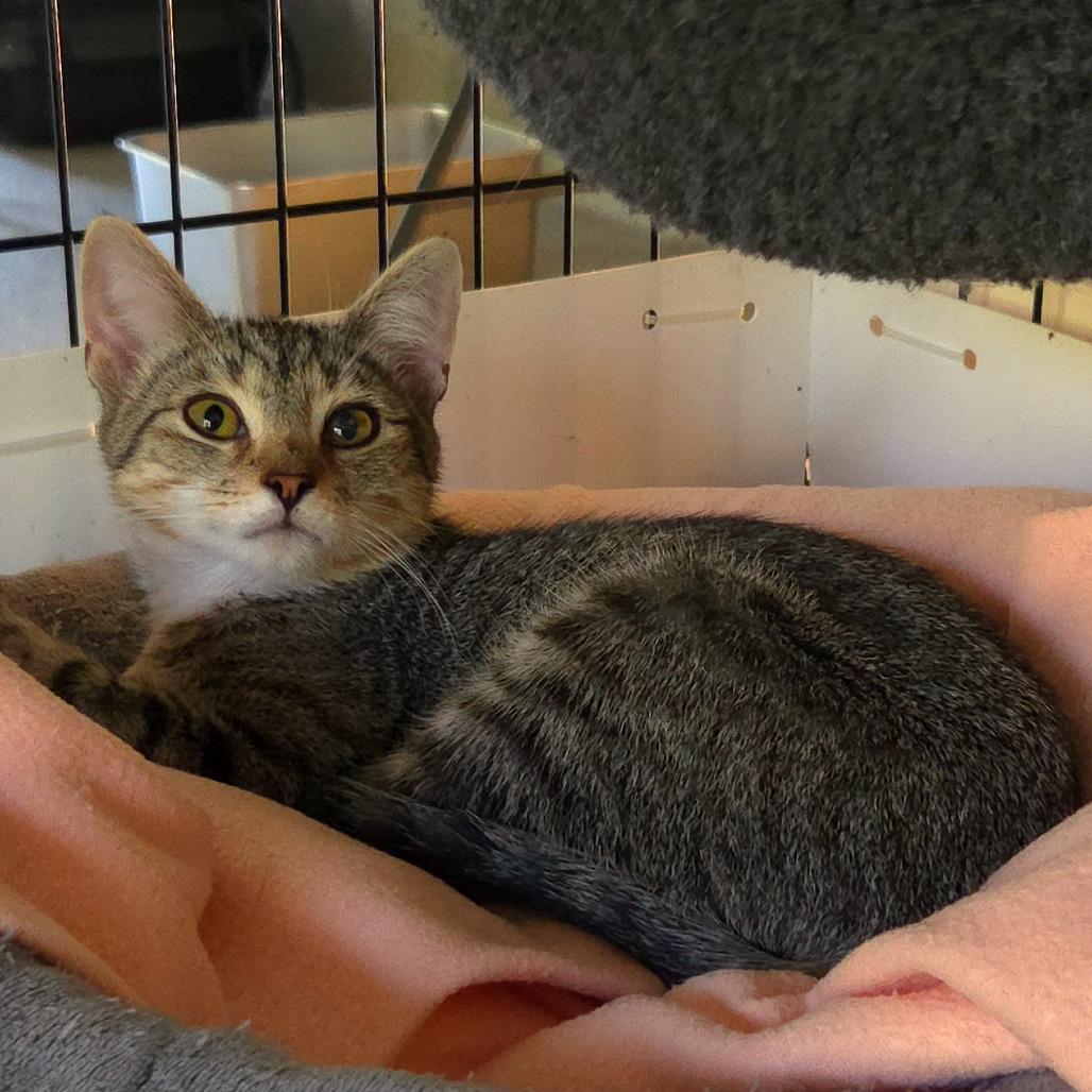 Tater, Adoptable, Young Male Domestic Short Hair.