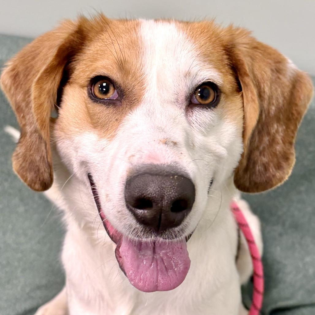 Cutie Girl, Adoptable, Adult Female Hound.