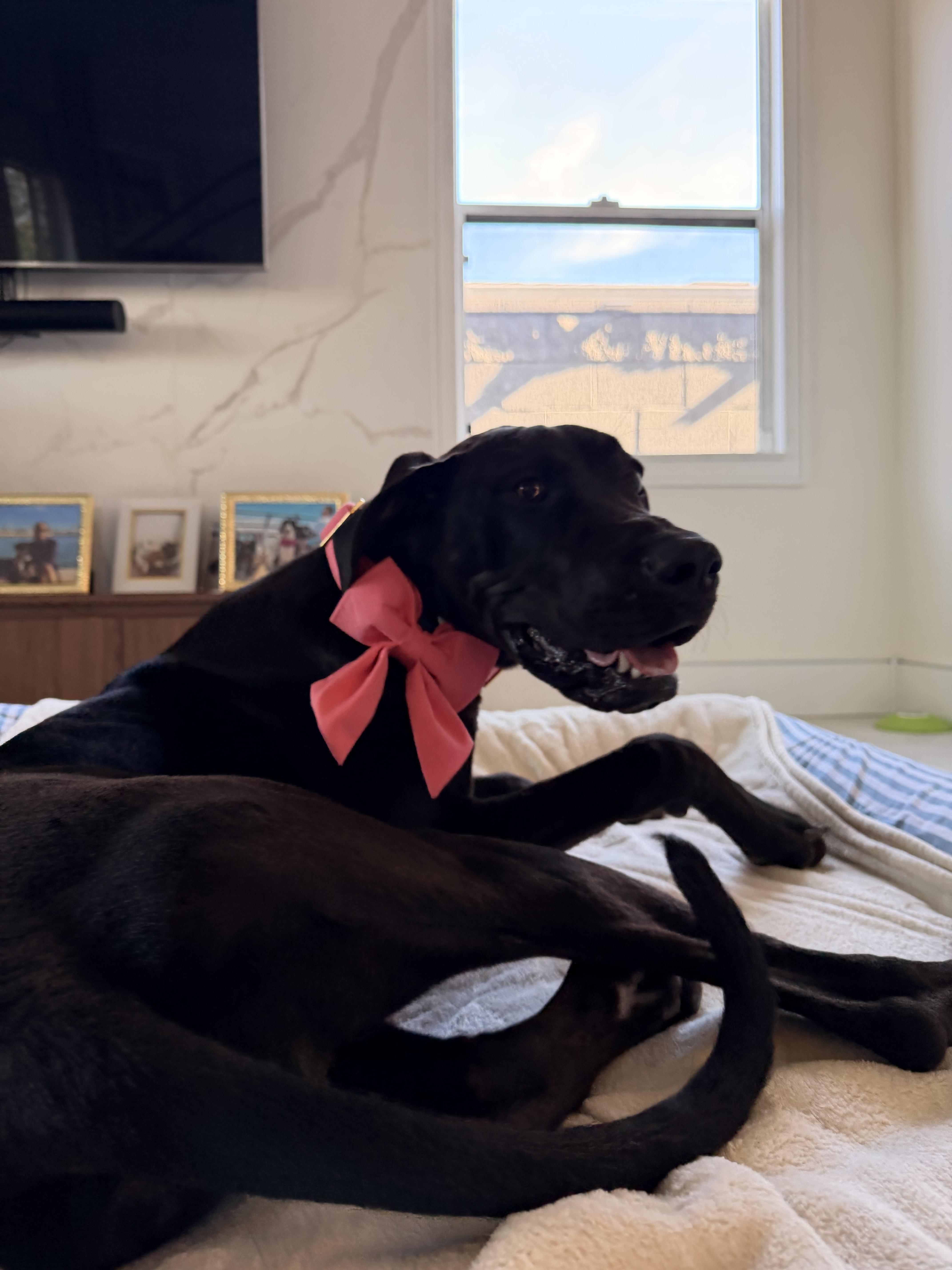 Fifa, a ADOPTABLE Great Dane in Long Beach, CA image 2/2
