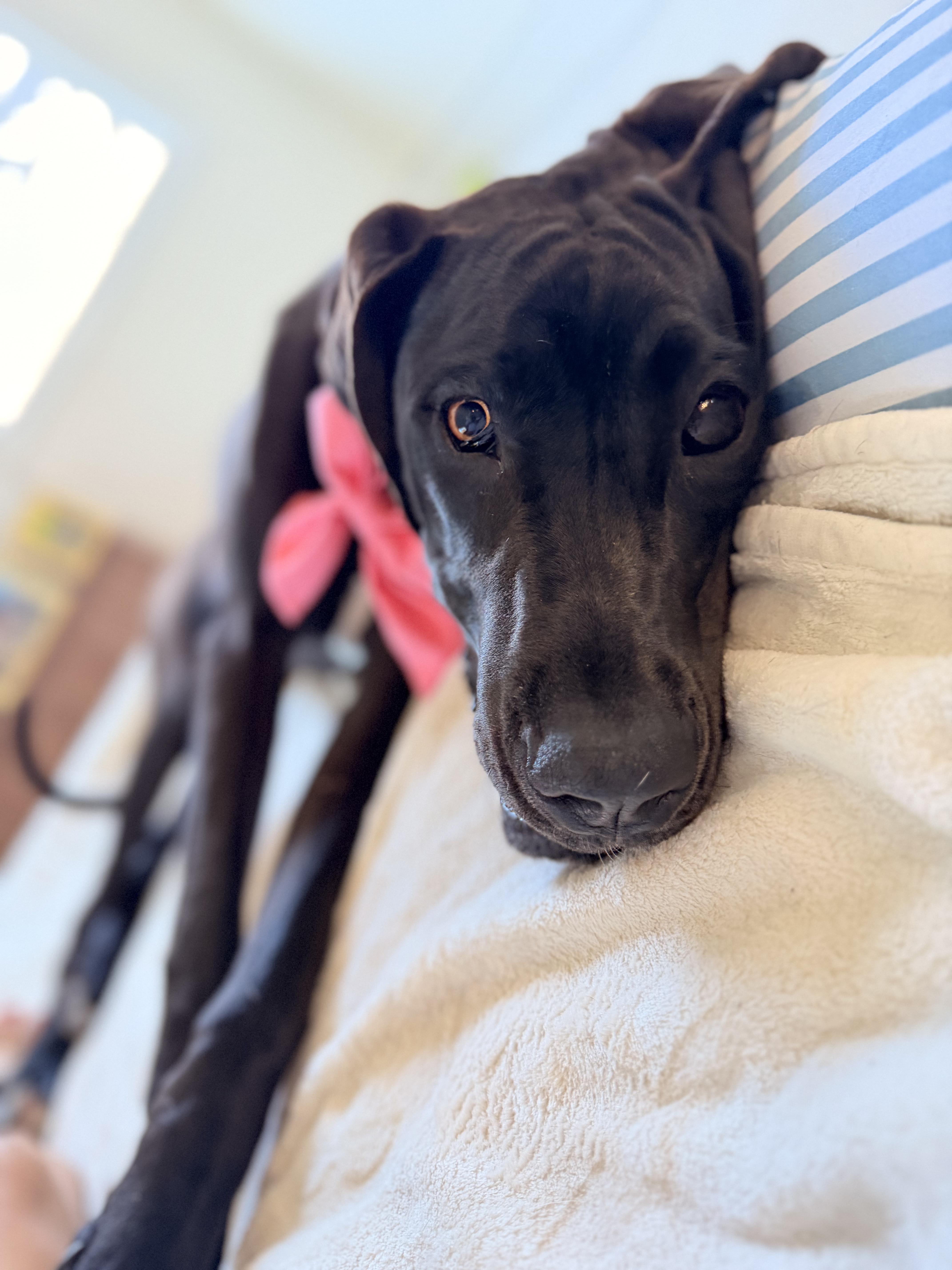 Fifa, ADOPTABLE, Puppy Female Great Dane.
