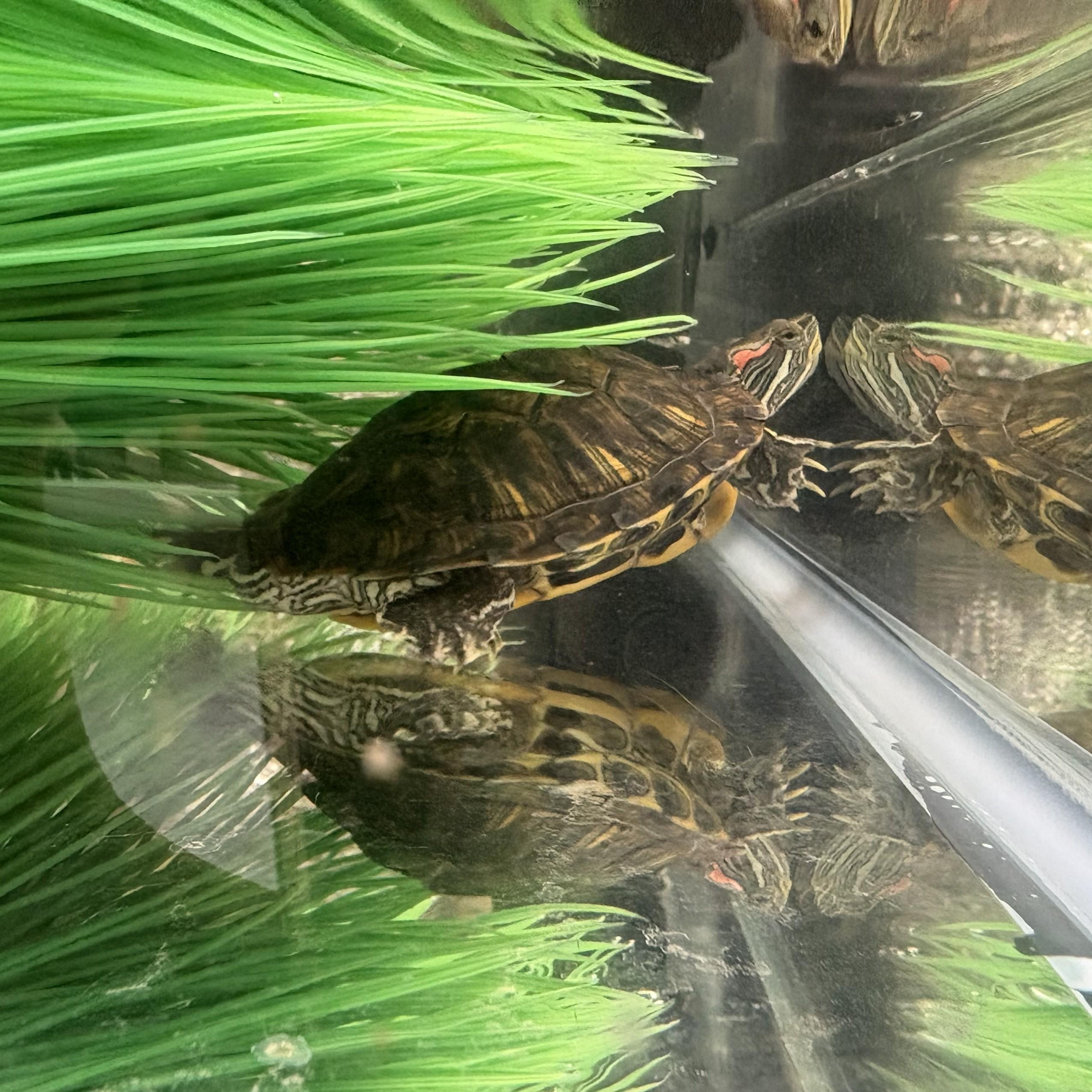 Pat- 53558, a ADOPTABLE Red-Eared Slider in Columbia, MD image 2/3