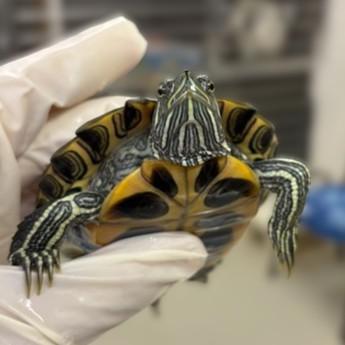 Pat- 53558, ADOPTABLE, Young Male Red-Eared Slider.