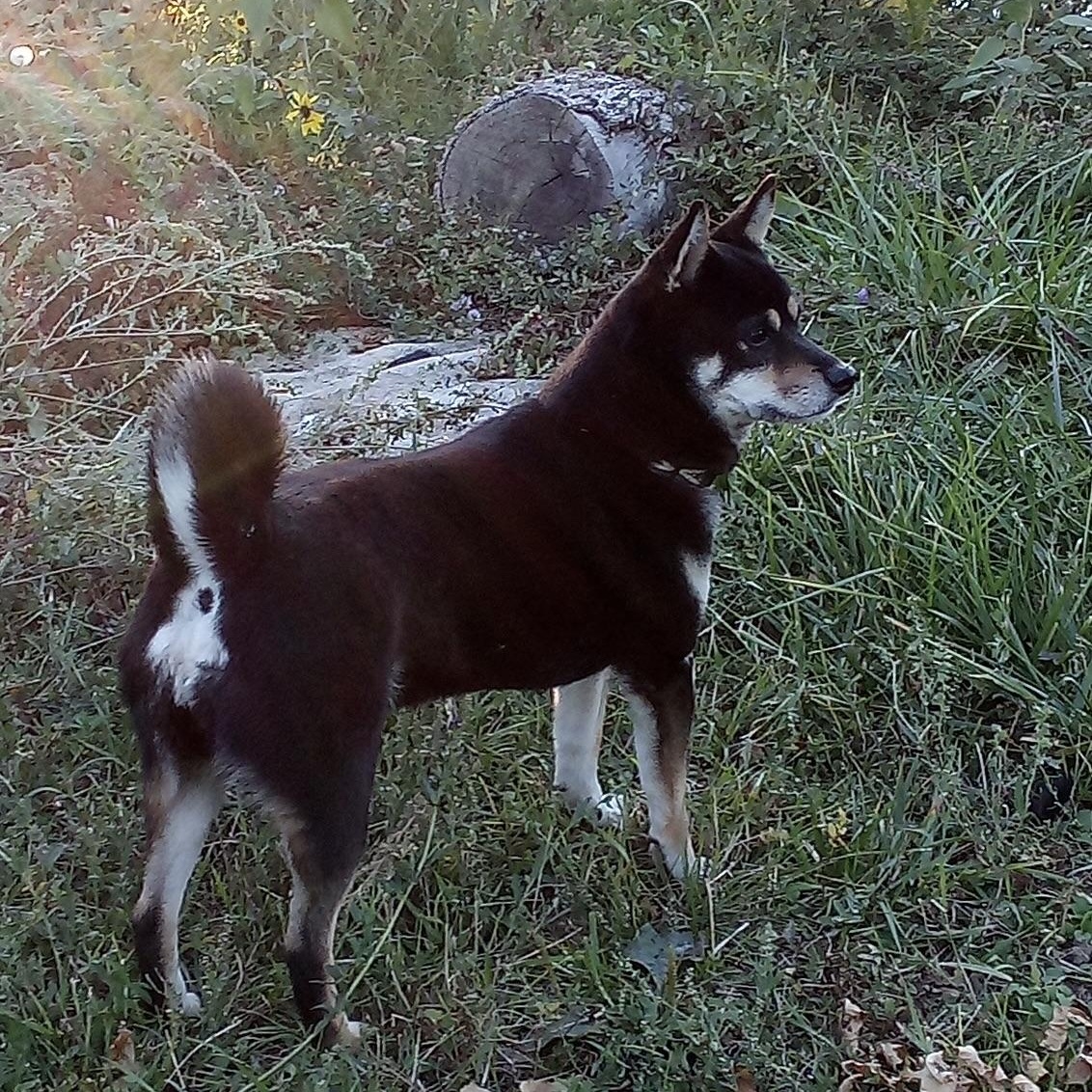 Enlarge Sheba (This is a courtesy listing please contact Laura 812-572-1416), a Adoptable Shiba Inu in Choteau, MT image 4/4