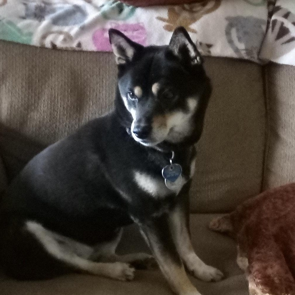Enlarge Sheba (This is a courtesy listing please contact Laura 812-572-1416), a Adoptable Shiba Inu in Choteau, MT image 2/4