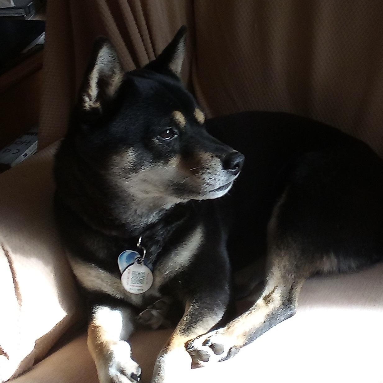 Enlarge Sheba (This is a courtesy listing please contact Laura 812-572-1416), a Adoptable Shiba Inu in Choteau, MT image 3/4