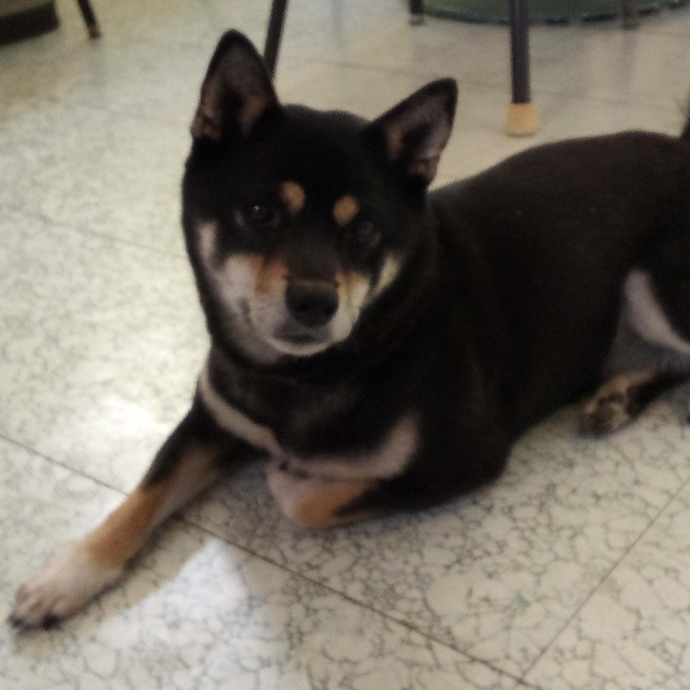 Sheba (This is a courtesy listing please contact Laura 812-572-1416), Adoptable, Adult Female Shiba Inu.