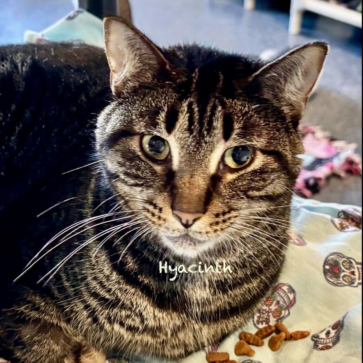 Enlarge Hyacinth, an adoptable Domestic Short Hair in Palatine, IL image 1/3