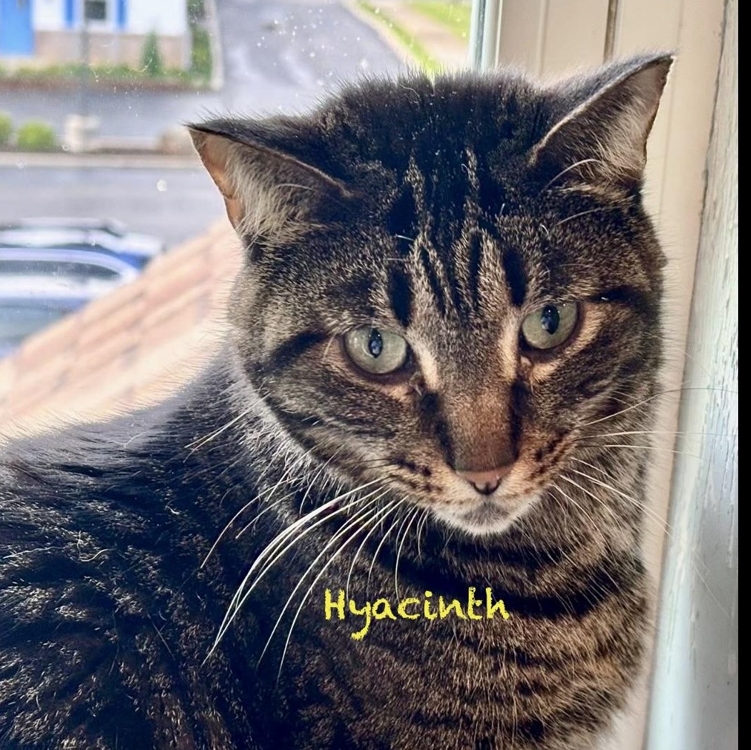 Enlarge Hyacinth, an adoptable Domestic Short Hair in Palatine, IL image 3/3