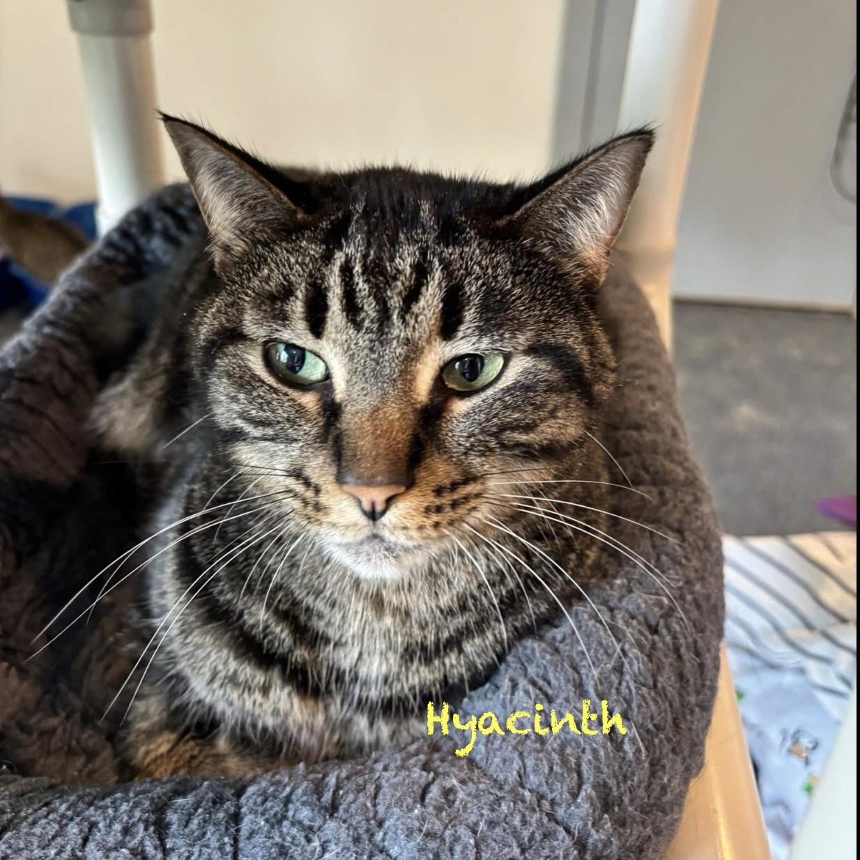 Enlarge Hyacinth, an adoptable Domestic Short Hair in Palatine, IL image 2/3