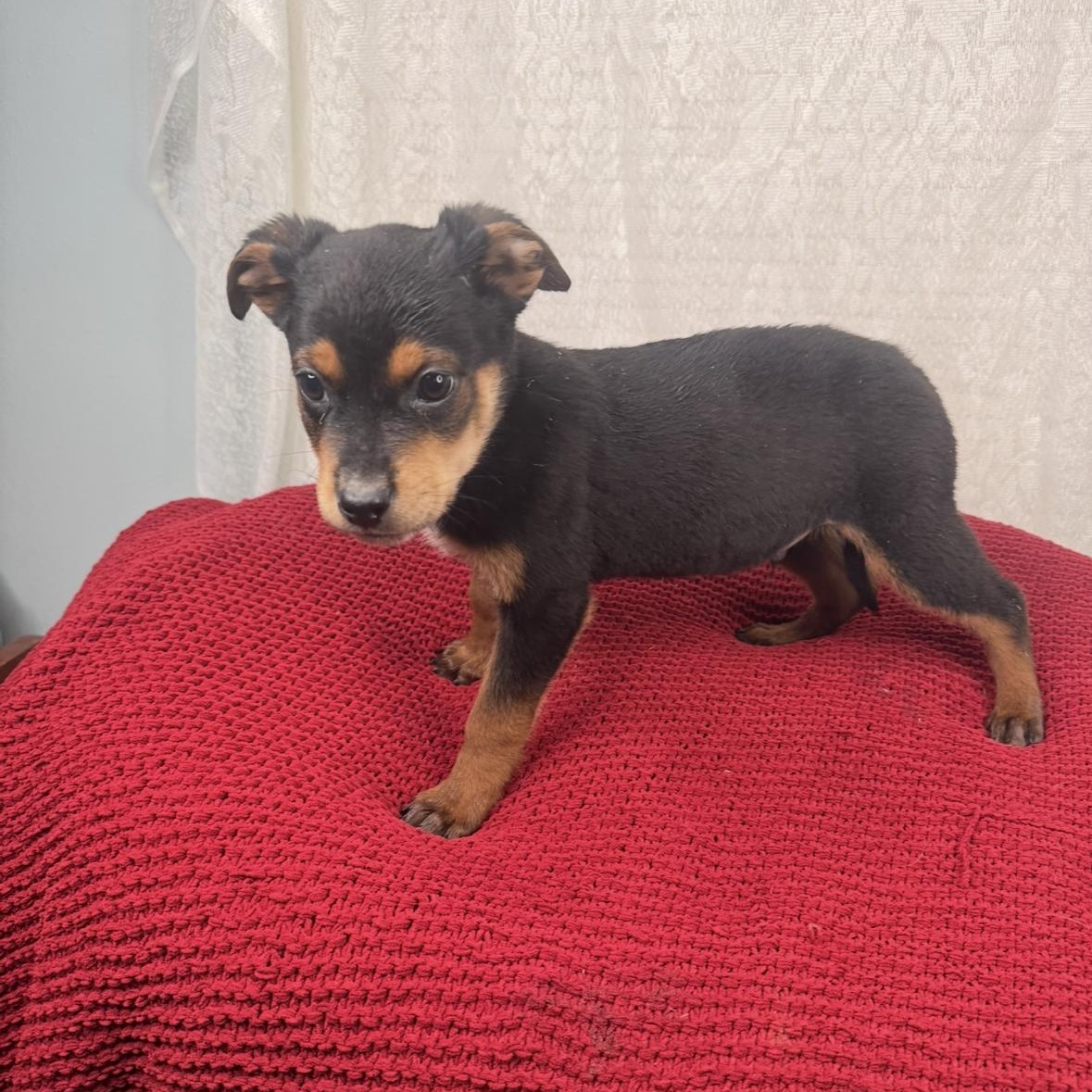 Enlarge Sawyer , a Adoptable mixed breed in Channahon, IL image 3/6