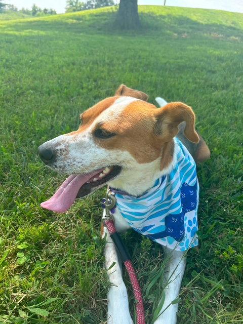 Enlarge Hailey, a Adoptable mixed breed in St. Louis, MO image 3/3