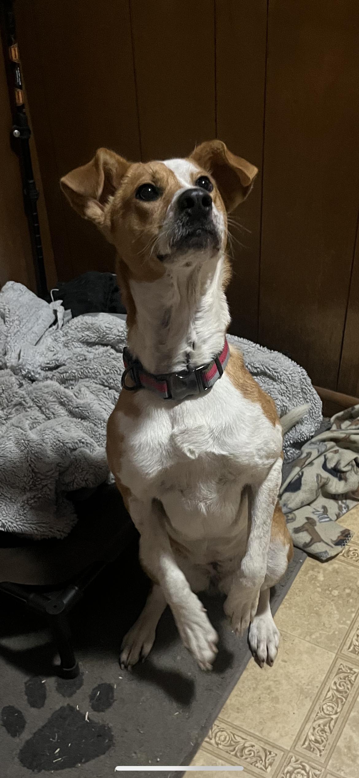 Hailey, a Adoptable mixed breed in St. Louis, MO image 2/3