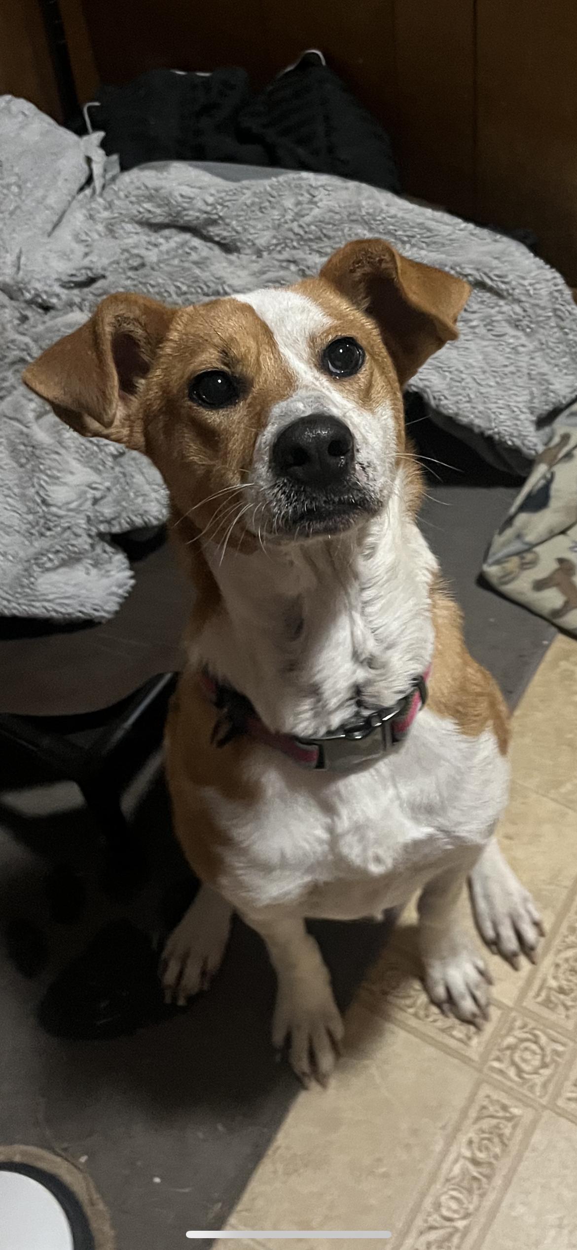 Hailey, a Adoptable mixed breed in St. Louis, MO image 3/3