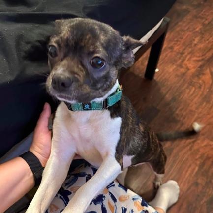 Enlarge Katelyn, a Adopted mixed breed in North Richland Hills, TX image 1/1