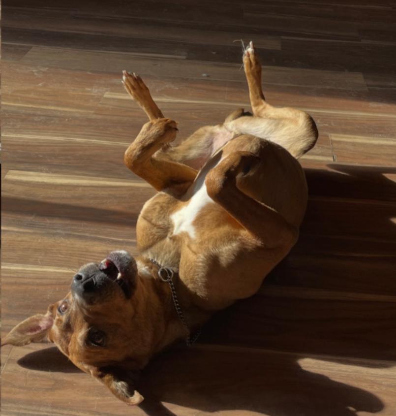 Enlarge ROSCOE, a Adoptable mixed breed in Carroll, OH image 4/4