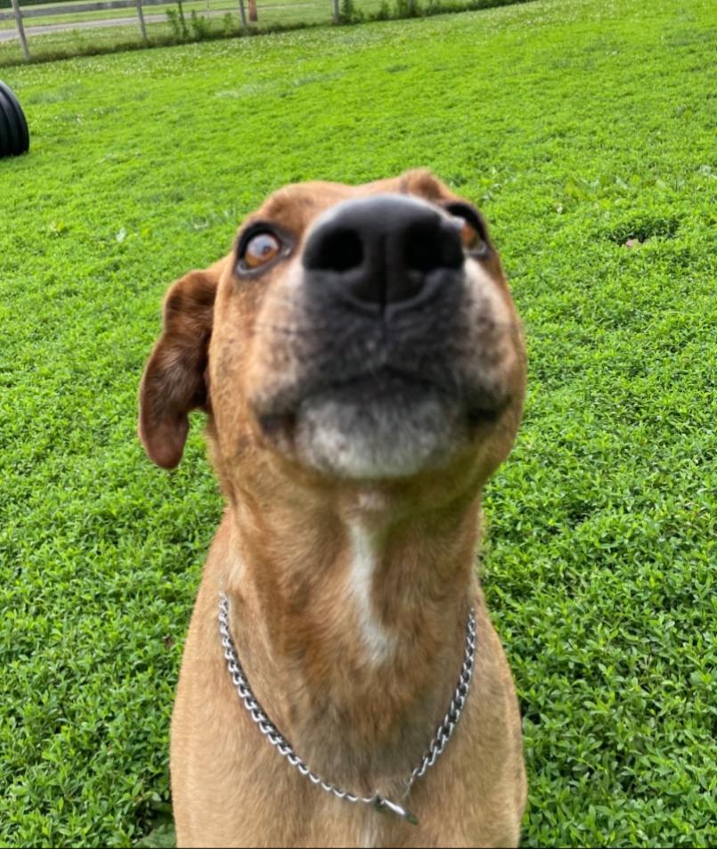 Enlarge ROSCOE, a Adoptable mixed breed in Carroll, OH image 2/4