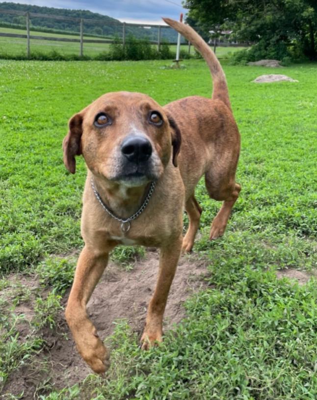 ROSCOE, Adoptable, Adult Male Plott Hound & Pointer.