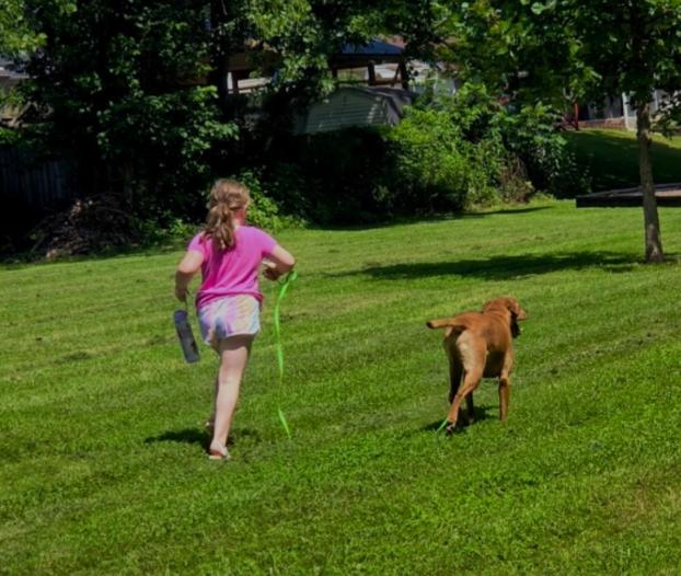 Enlarge ROSCOE, a Adoptable mixed breed in Carroll, OH image 3/4