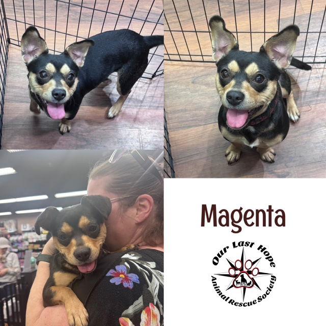 Enlarge Magenta, a Adoptable mixed breed in Princeton, BC image 1/1