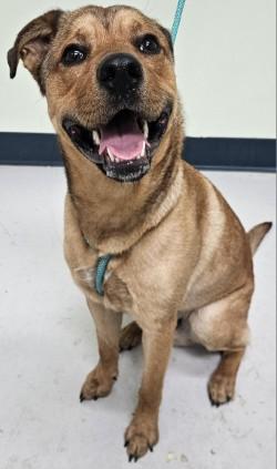 Enlarge knuckles, a Adoptable mixed breed in Savannah, GA image 1/2