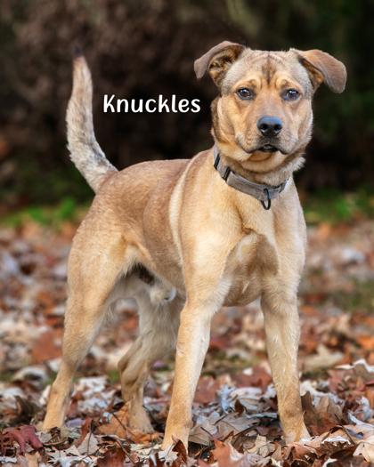 Enlarge knuckles, a Adoptable mixed breed in Savannah, GA image 2/2