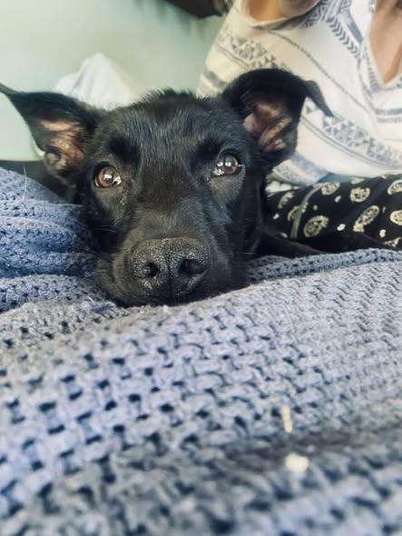 Enlarge Kenzy -- In Foster. Needs Forever Home, an adoptable mixed breed in Thousand Oaks, CA image 4/6