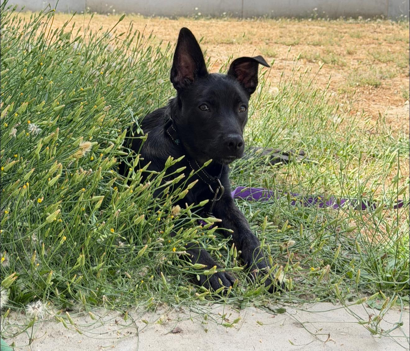 Enlarge Kenzy -- In Foster. Needs Forever Home, an adoptable mixed breed in Thousand Oaks, CA image 2/6