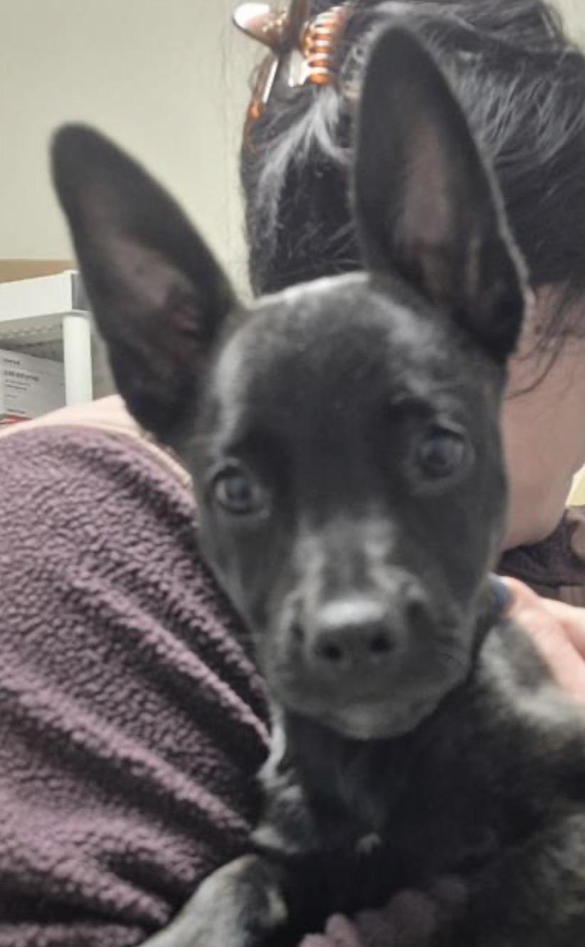 Enlarge Kenzy, an adoptable Mixed Breed in Thousand Oaks, CA image 1/1