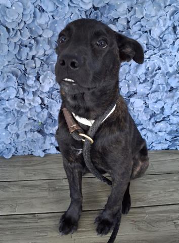 Enlarge Kenzy -- LONGTIME RESIDENT!, an adoptable Mixed Breed in Thousand Oaks, CA image 1/2