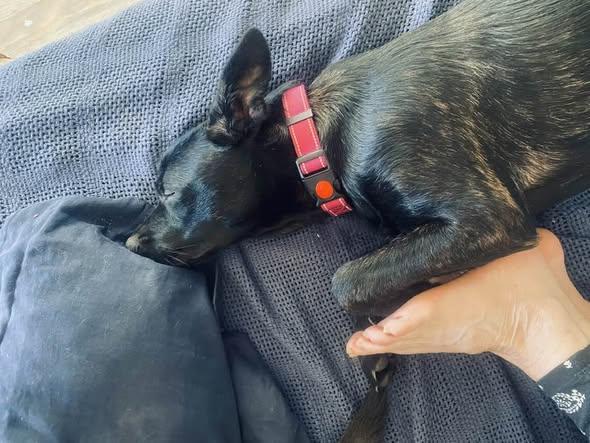 Enlarge Kenzy -- In Foster. Needs Forever Home, an adoptable mixed breed in Thousand Oaks, CA image 5/6