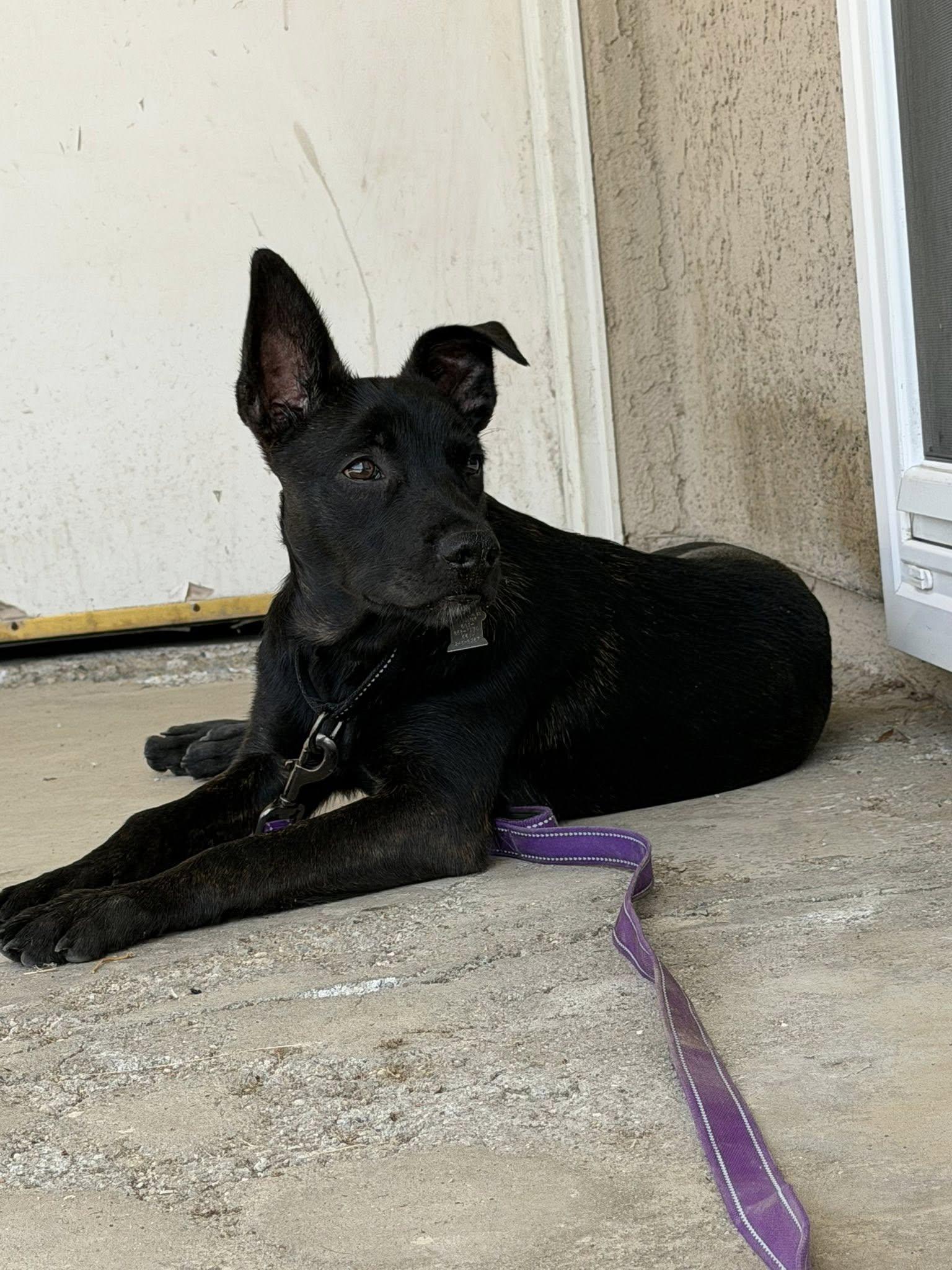 Enlarge Kenzy -- In Foster. Needs Forever Home, an adoptable mixed breed in Thousand Oaks, CA image 3/6