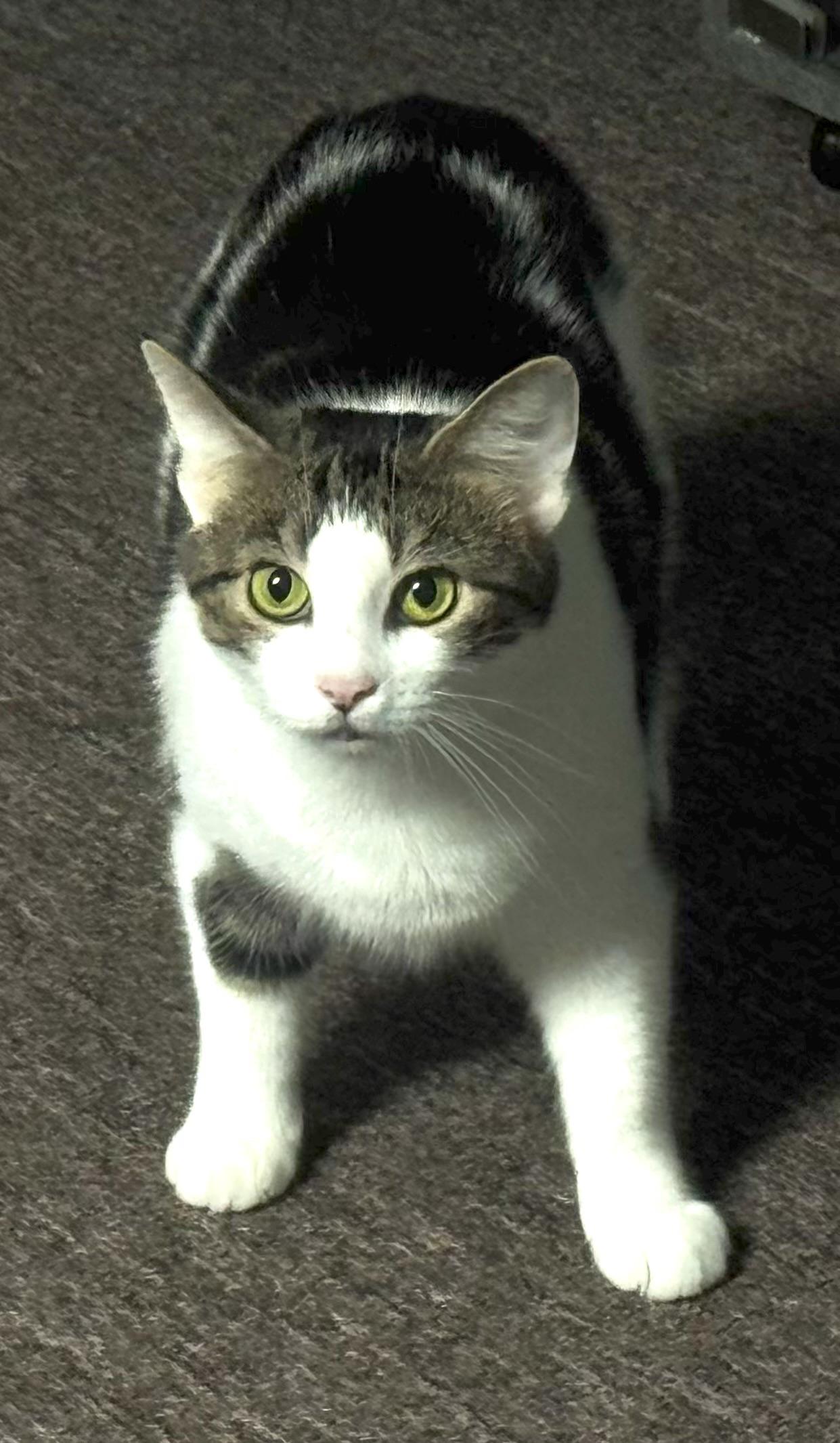 Enlarge Mittens, a Adoptable Domestic Short Hair in Pottsville, PA image 1/4