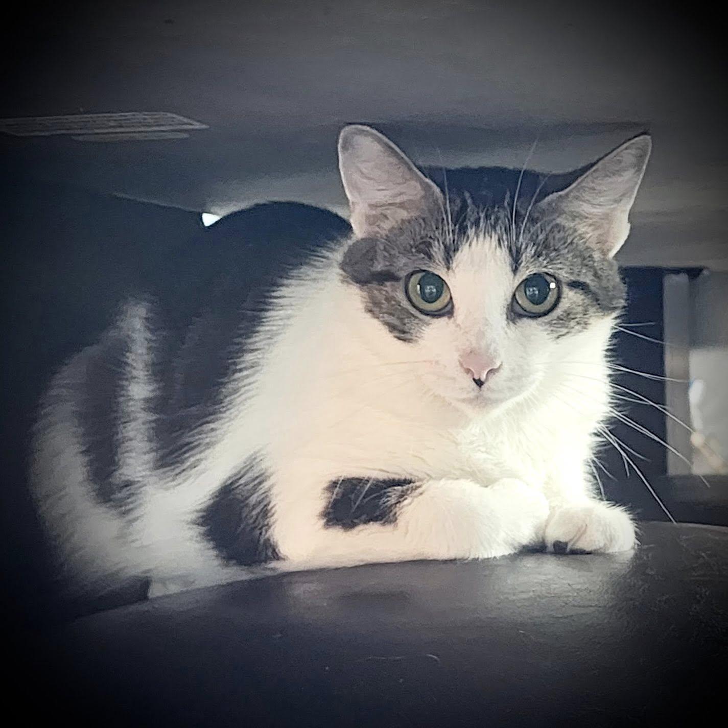 Enlarge Mittens, a Adoptable Domestic Short Hair in Pottsville, PA image 2/4