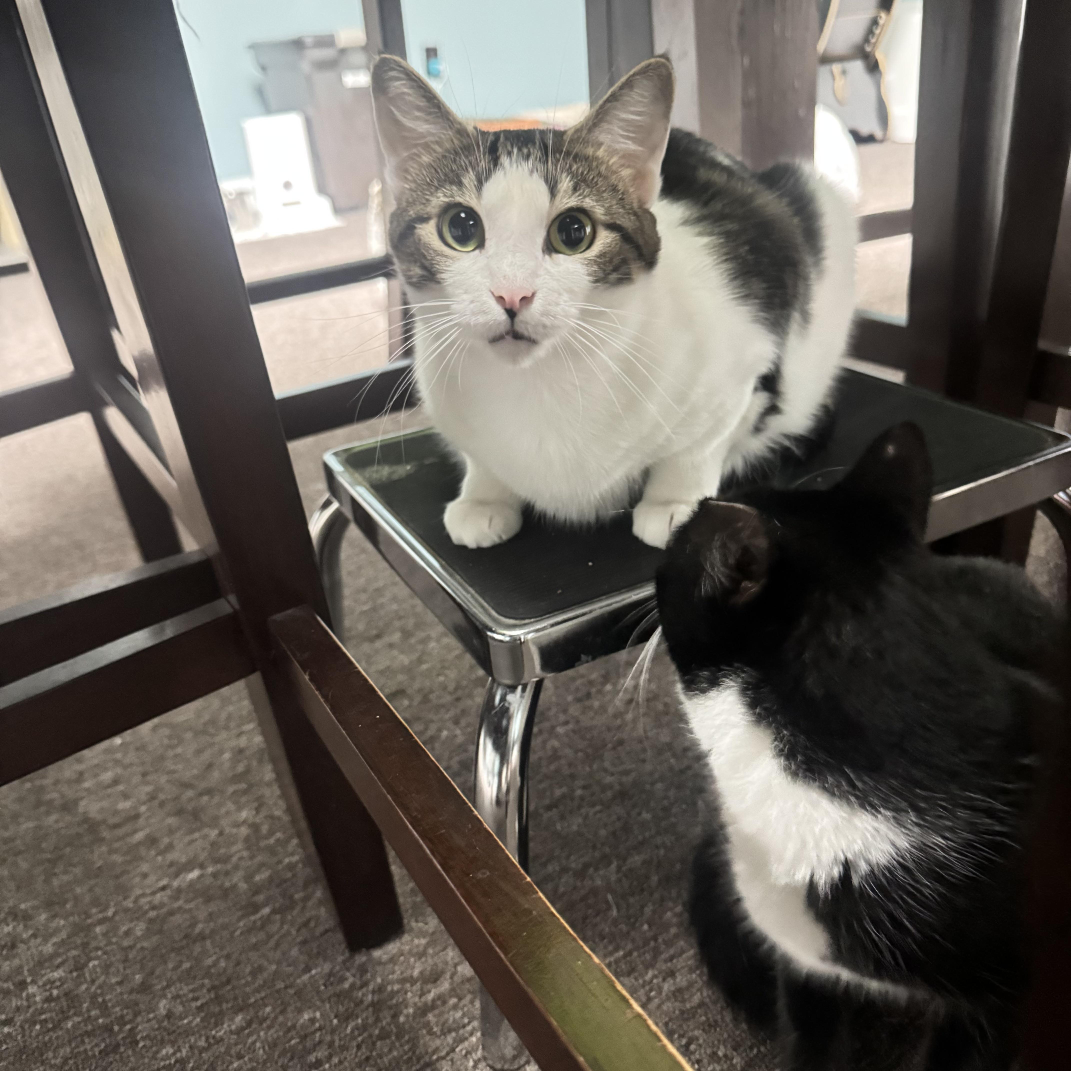 Enlarge Mittens, a Adoptable Domestic Short Hair in Pottsville, PA image 4/4