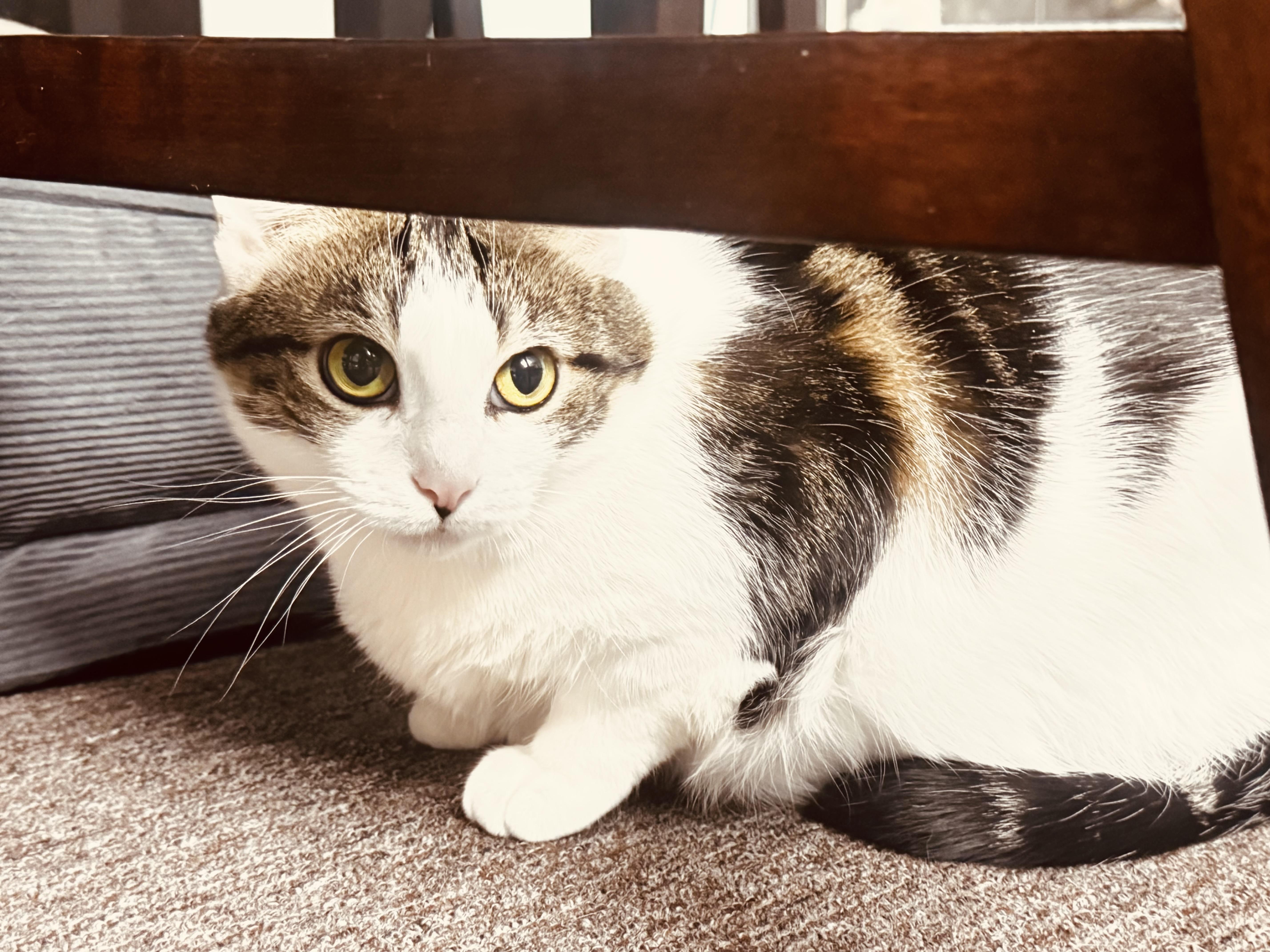 Enlarge Mittens, a Adoptable Domestic Short Hair in Pottsville, PA image 6/6