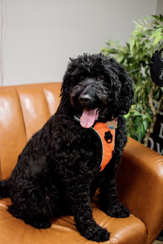 Enlarge Pepper, a Adoptable Labrador Retriever in Frankfort, NY image 1/6