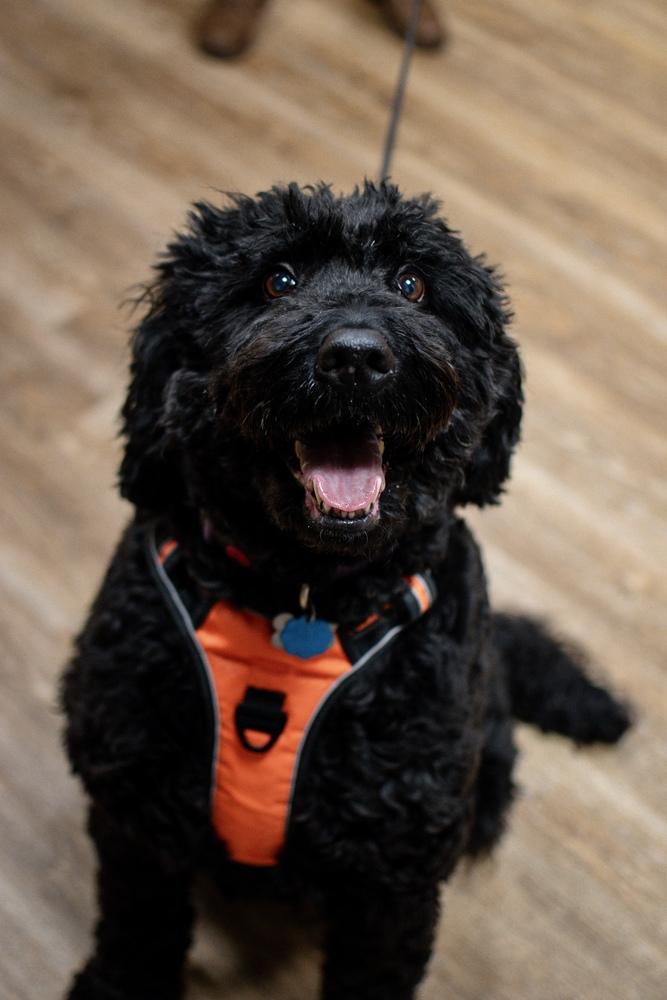 Enlarge Pepper, a Adoptable Labrador Retriever in Frankfort, NY image 4/6