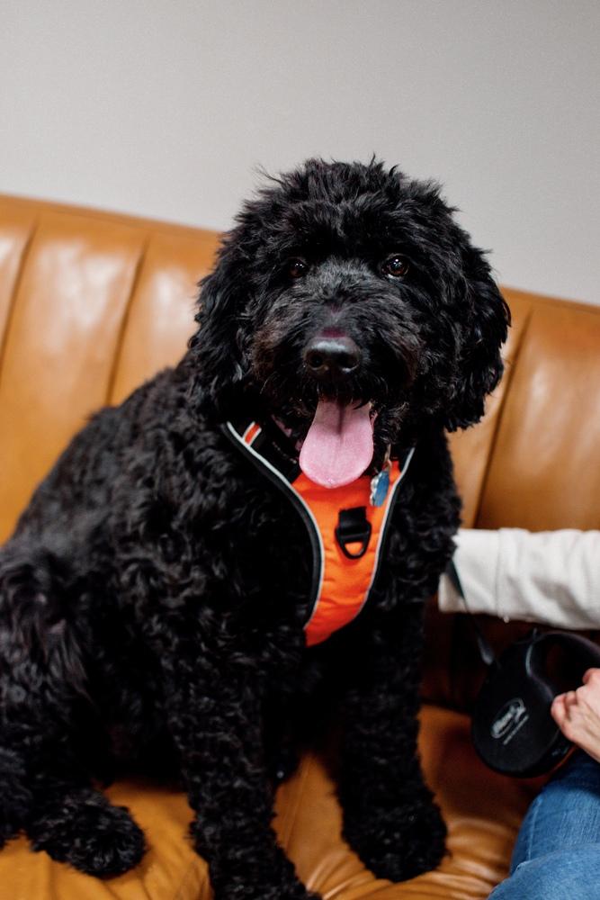 Enlarge Pepper, a Adoptable Labrador Retriever in Frankfort, NY image 6/6
