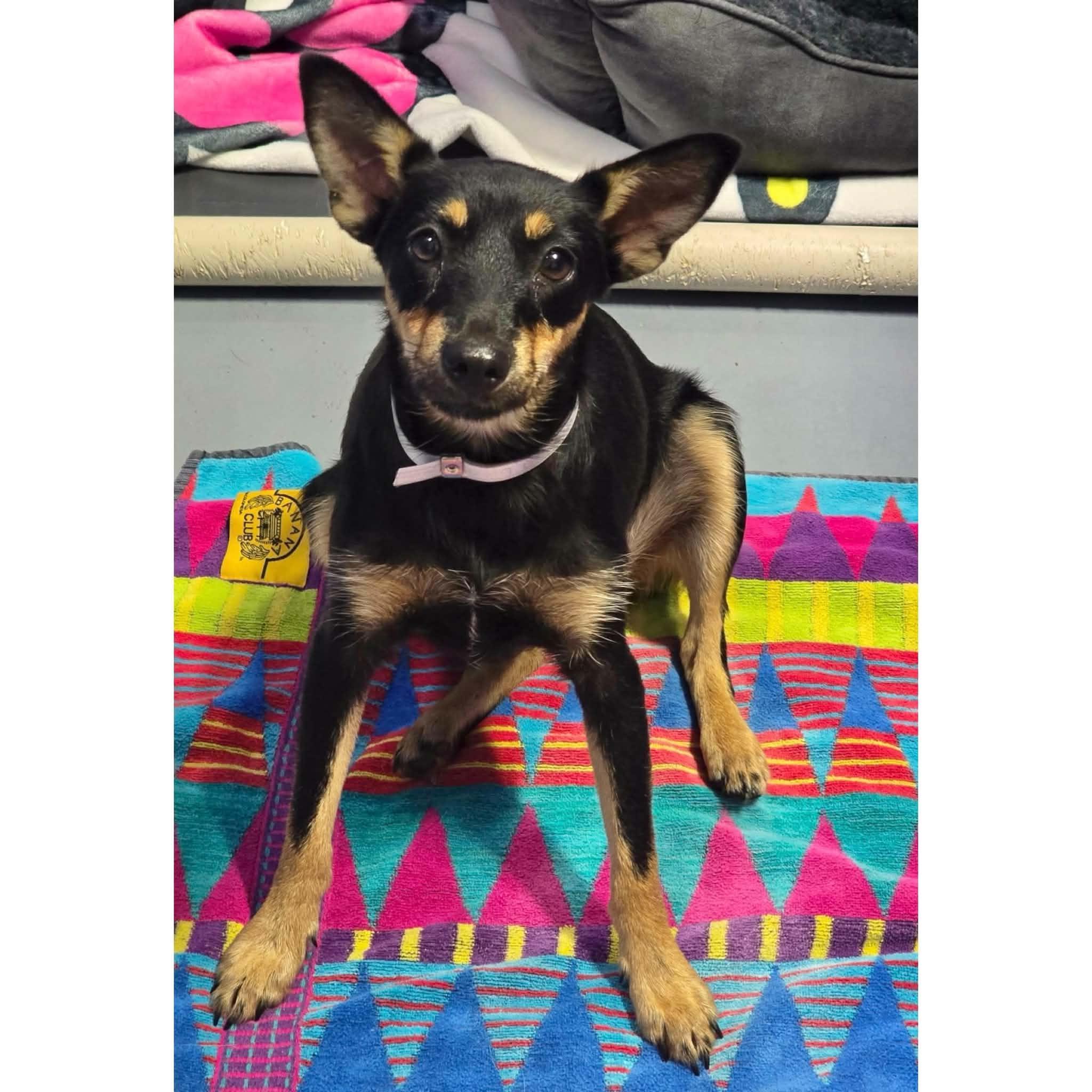 Enlarge Pepper, a ADOPTABLE mixed breed in Boulder, CO image 1/1