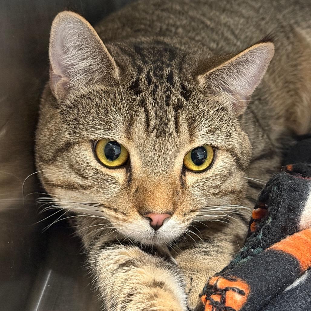 Kaladin, Adoptable, Young Male American Shorthair.