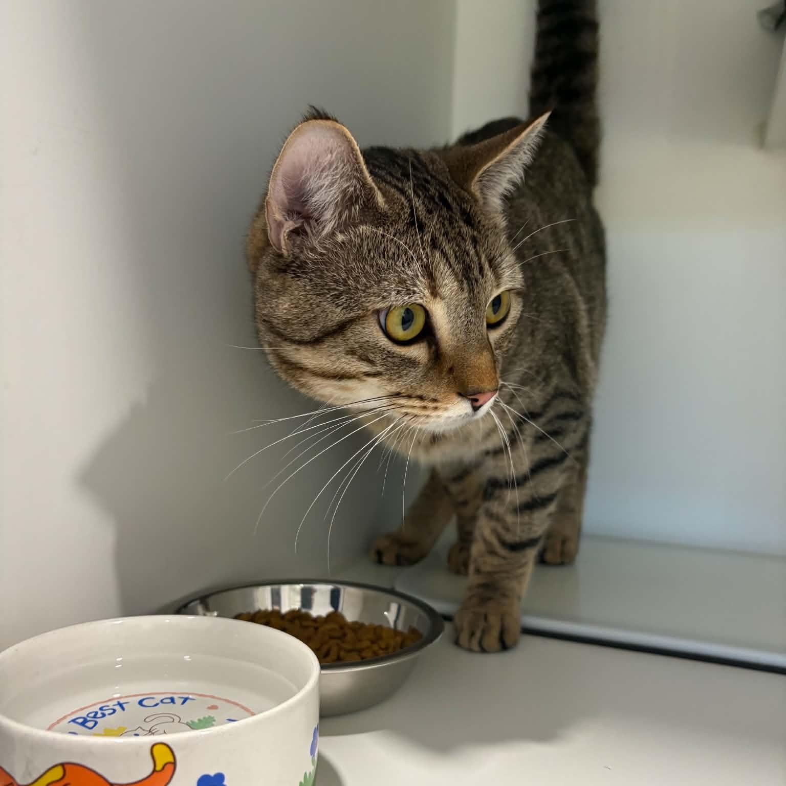 Enlarge Kaladin, a Adoptable American Shorthair in Danbury, CT image 2/2