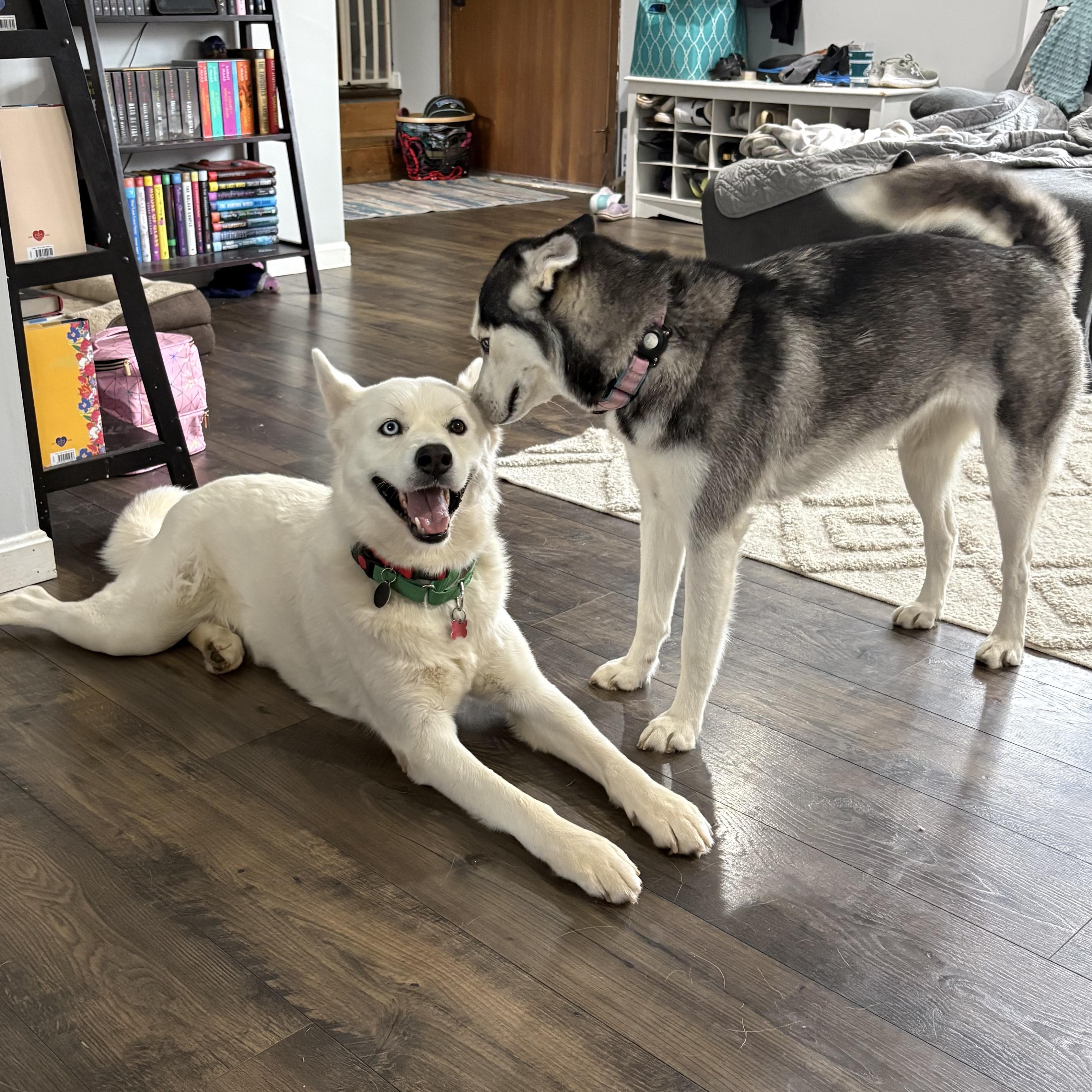 Enlarge Fenn (aka Bolt), a ADOPTABLE Siberian Husky in York, PA image 6/6