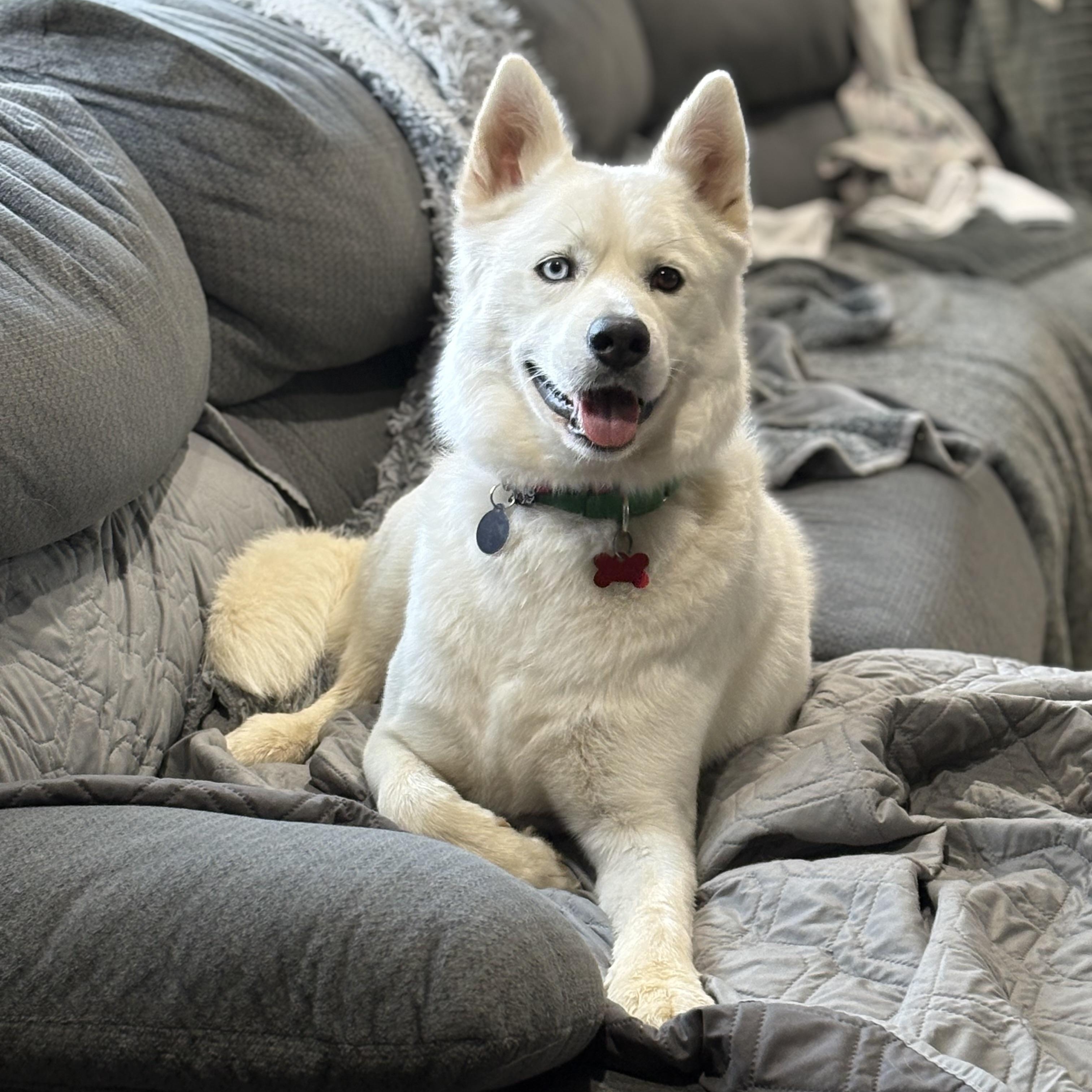 Fenn, ADOPTABLE, Young Male Siberian Husky.