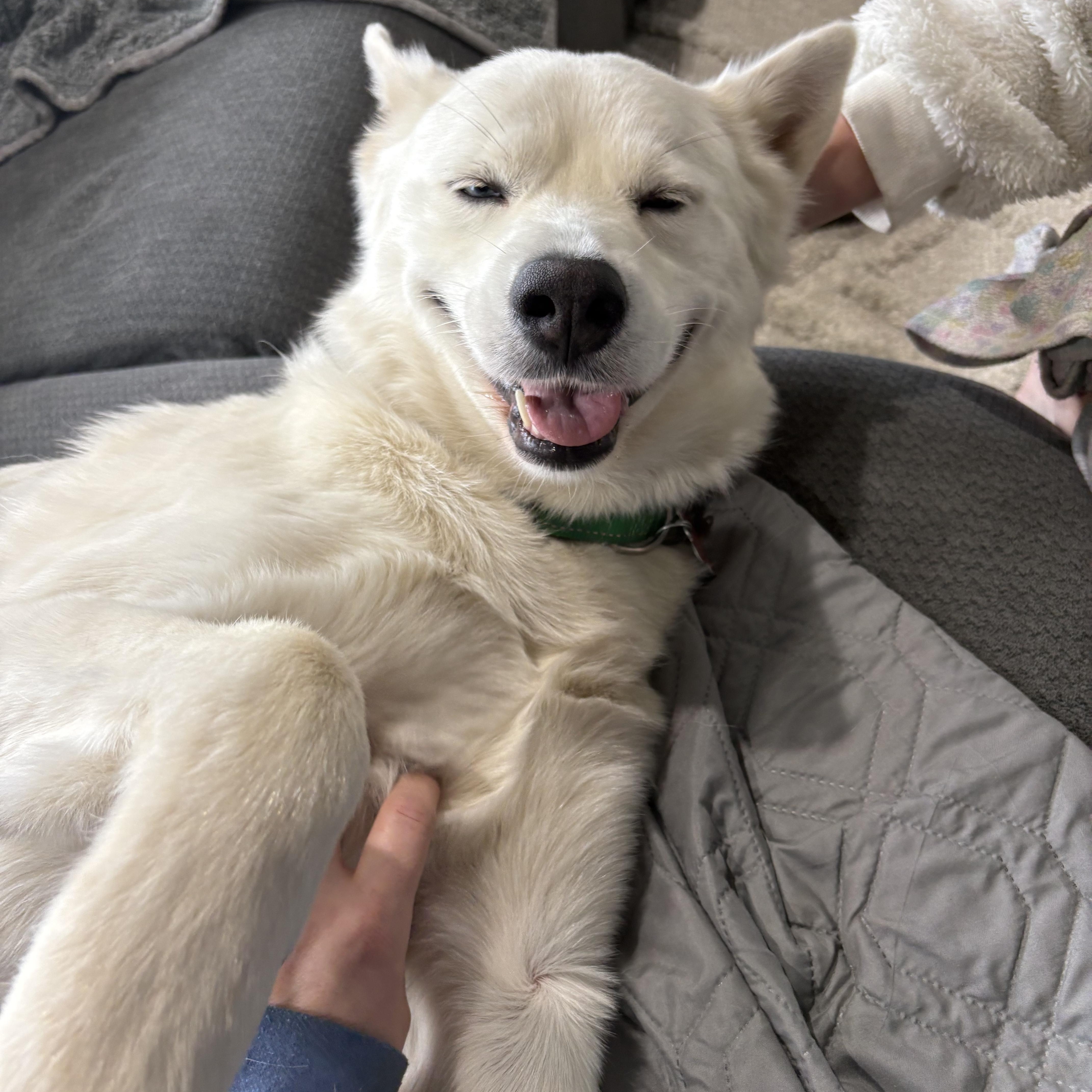 Enlarge Fenn (aka Bolt), a ADOPTABLE Siberian Husky in York, PA image 5/6