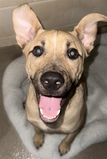 SAMMY, Adoptable, Young Male Mixed Breed.