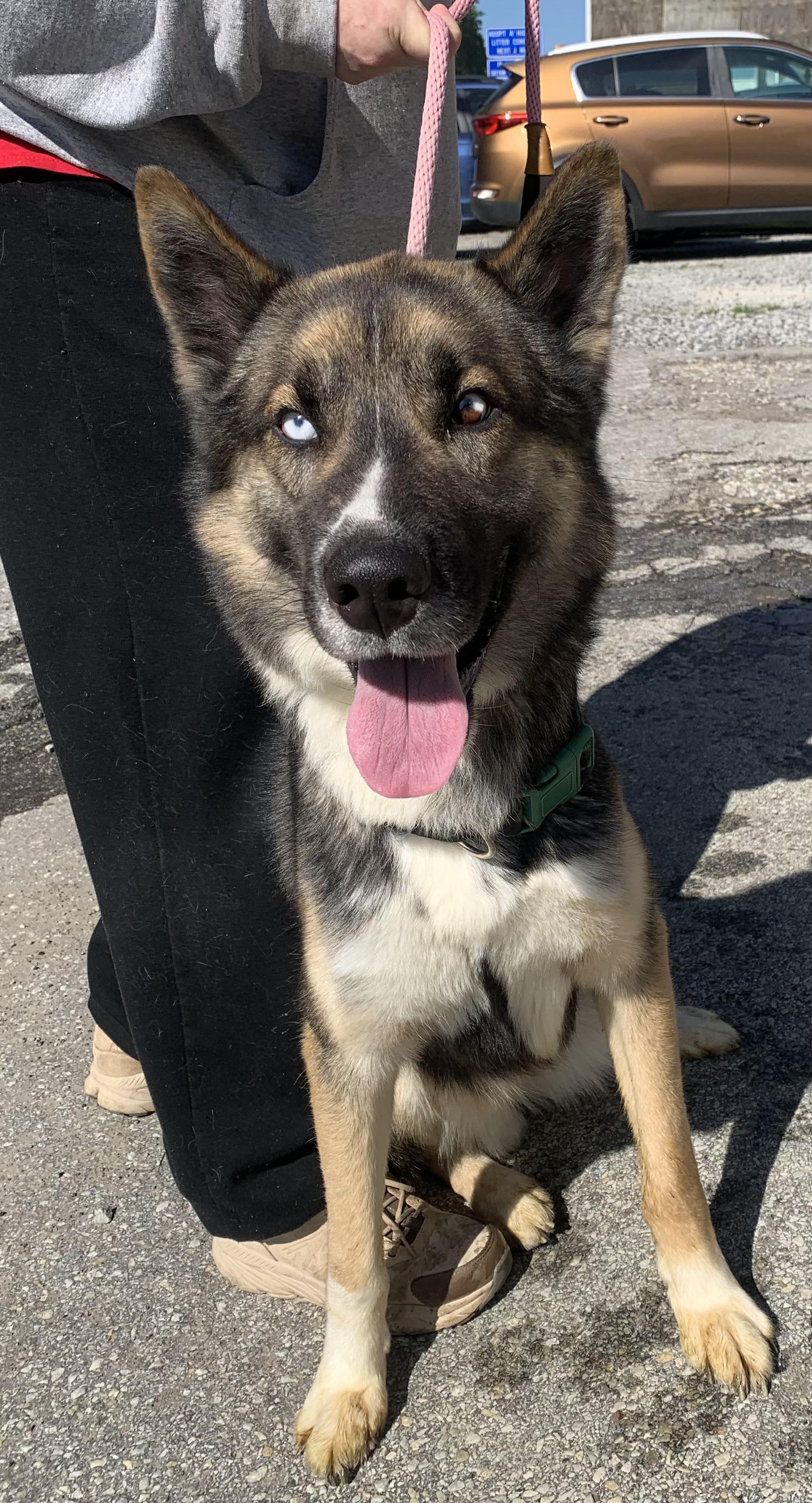 Takoda, Adult Male German Shepherd Dog