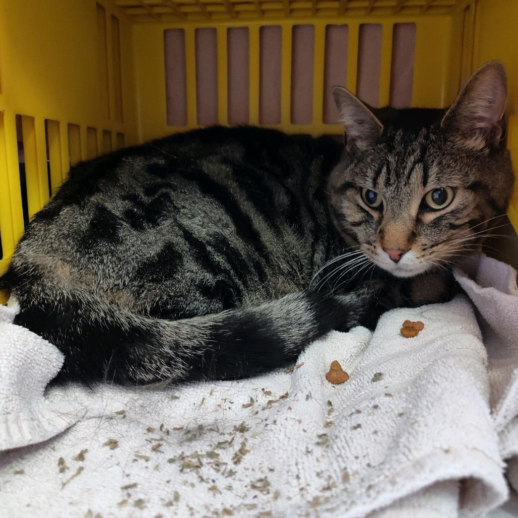 Jerry, Adoptable, Adult Male Domestic Short Hair.