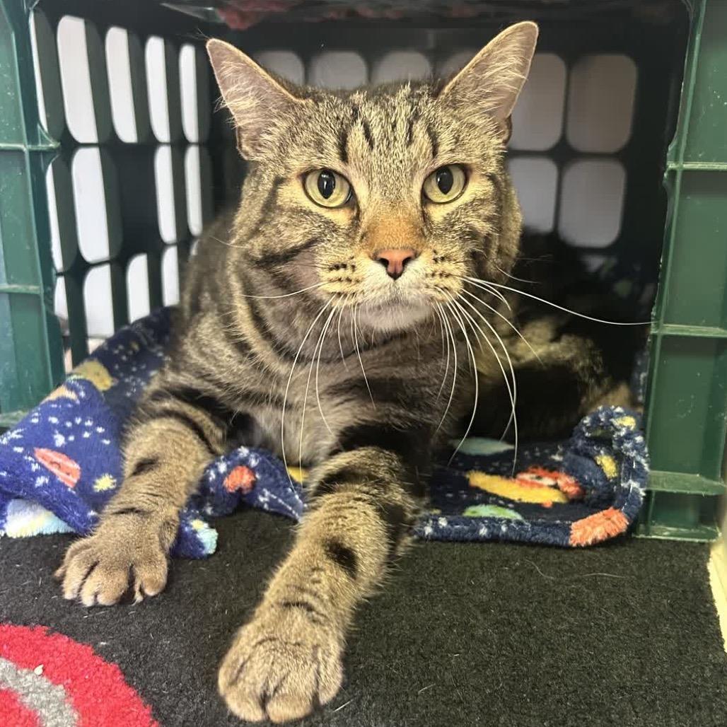 Enlarge Jerry, a Adoptable Domestic Short Hair in Norfolk, NE image 2/2