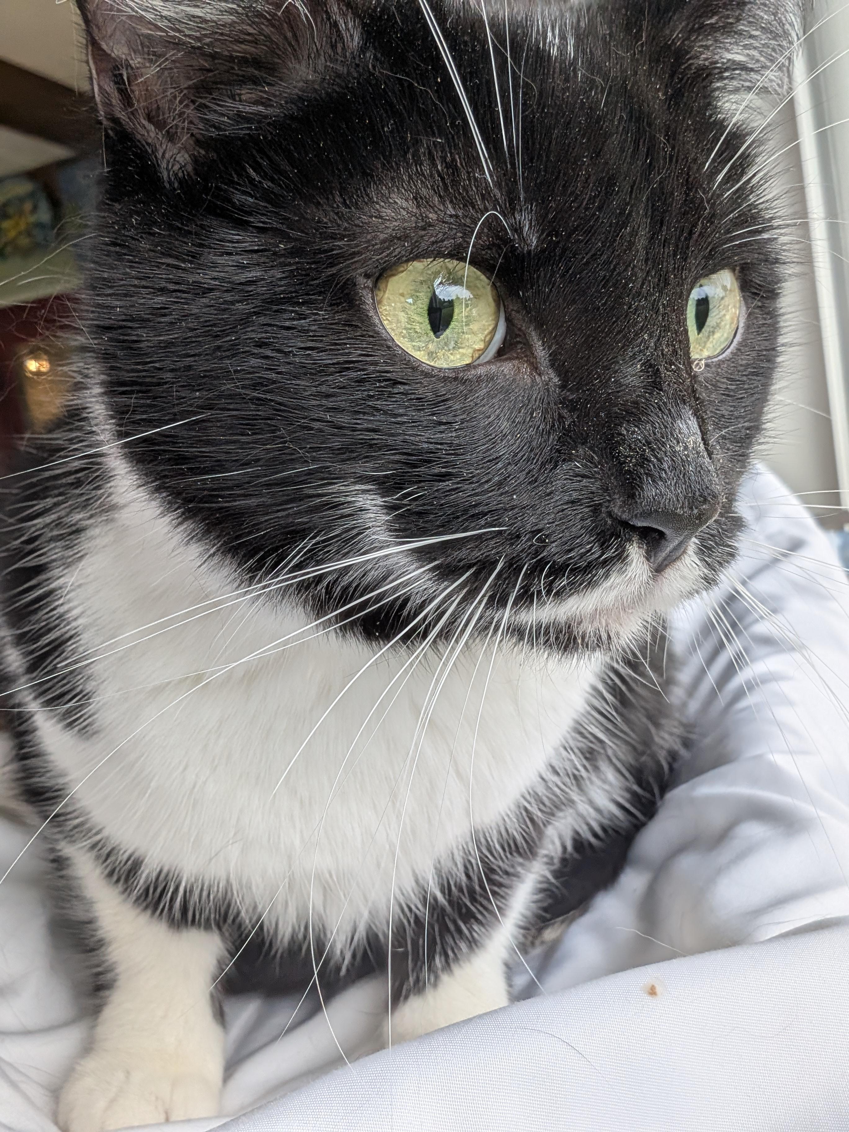 Venus, a Adoptable Domestic Short Hair in Quincy, OH image 2/6